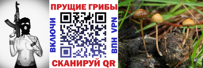 Псилоцибиновые грибы Cubensis Новомосковск