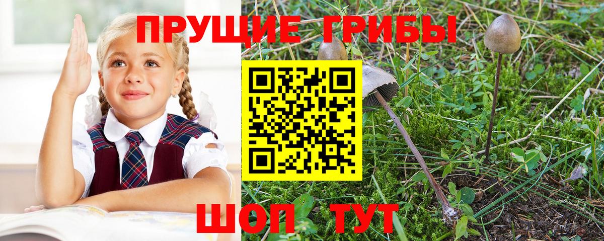 Новомосковск  Галлюциногенные грибы прущие грибы  Вход с VPN 
